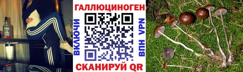 hydra маркетплейс  Спас-Деменск  Псилоцибиновые грибы Psilocybine cubensis 